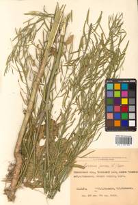 Brassica juncea (L.) Czern., Siberia, Russian Far East (S6) (Russia)