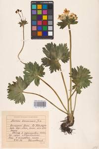 Anemonastrum biarmiense (Juz.) Holub, Eastern Europe (no precise locality) (E0)