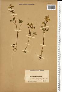 Corydalis angustifolia (M. Bieb.) DC., Caucasus, Armenia (K5) (Armenia)