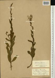 Oenothera biennis L., Eastern Europe, Rostov Oblast (E12a) (Russia)