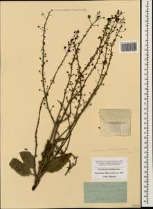 Verbascum atroviolaceum (Sommier & Levier) Murb., Caucasus, Stavropol Krai, Karachay-Cherkessia & Kabardino-Balkaria (K1b) (Russia)
