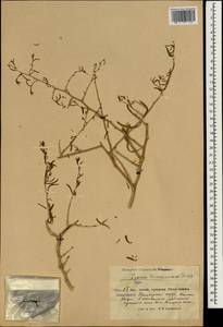 Lycium depressum subsp. depressum, South Asia, South Asia (Asia outside ex-Soviet states and Mongolia) (ASIA) (China)