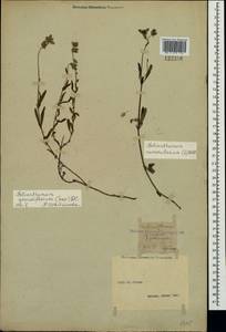 Helianthemum grandiflorum, Crimea (KRYM) (Russia)