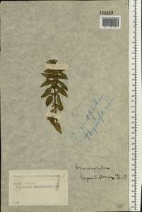 Dracocephalum thymiflorum L., Eastern Europe, Moscow region (E4a) (Russia)