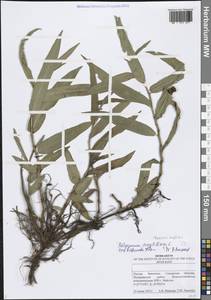 Persicaria amphibia (L.) Gray, Eastern Europe, Middle Volga region (E8) (Russia)