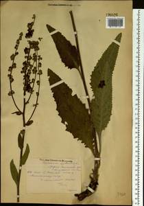 Verbascum lychnitis L., Eastern Europe, Middle Volga region (E8) (Russia)
