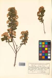 Spiraea media Schmidt, Siberia, Russian Far East (S6) (Russia)