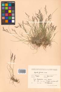 Agrostis flaccida Hack., Siberia, Russian Far East (S6) (Russia)