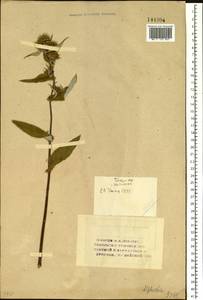 Alfredia cernua (L.) Cass., Siberia, Western (Kazakhstan) Altai Mountains (S2a) (Kazakhstan)