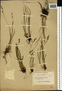 Carex cespitosa L., Eastern Europe, Central forest region (E5) (Russia)