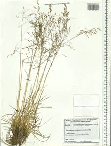 Deschampsia cespitosa subsp. cespitosa, Siberia, Central Siberia (S3) (Russia)