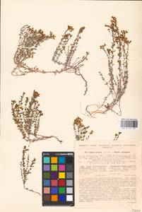 MHA 0 159 191, Linaria cretacea Fisch. ex Spreng., Eastern Europe, North Ukrainian region (E11) (Ukraine)