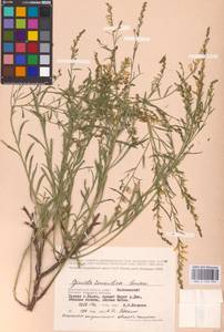 Genista tinctoria subsp. tinctoria, Eastern Europe, Lower Volga region (E9) (Russia)