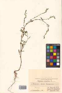 Polygonum aviculare L., Siberia, Russian Far East (S6) (Russia)