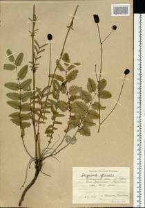 Sanguisorba officinalis L., Siberia, Russian Far East (S6) (Russia)