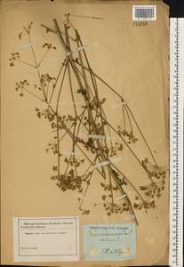 Xanthoselinum alsaticum (L.) Schur, Eastern Europe, South Ukrainian region (E12) (Ukraine)