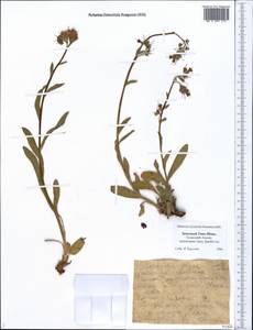 Lindelofia olgae (Regel & Smirn.) Brand, Middle Asia, Western Tian Shan & Karatau (M3) (Kazakhstan)