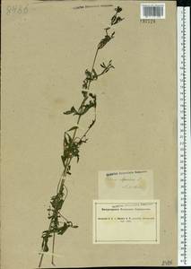 Galium aparine L., Eastern Europe, South Ukrainian region (E12) (Ukraine)