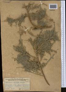 Tamarix hispida Willd., Middle Asia, Syr-Darian deserts & Kyzylkum (M7) (Kazakhstan)