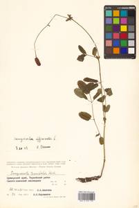 Poterium tenuifolium (Fisch. ex Link) Franch. & Sav., Siberia, Russian Far East (S6) (Russia)