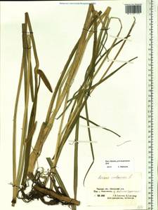 Acorus calamus L., Siberia, Western Siberia (S1) (Russia)