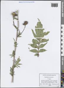 Serratula coronata L., Eastern Europe, Central forest-and-steppe region (E6) (Russia)