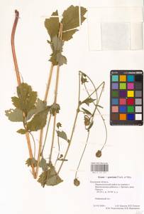 Geum × spurium C. A. Mey., Eastern Europe, Central region (E4) (Russia)
