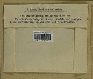 Brachythecium erythrorrhizon Schimp., Bryophytes, Bryophytes - Karelia, Leningrad & Murmansk Oblasts (B4) (Russia)