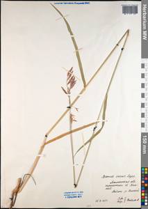 Bromus inermis Leyss., Siberia, Western Siberia (S1) (Russia)