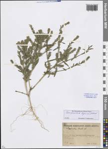 Corispermum hyssopifolium L., Eastern Europe, Rostov Oblast (E12a) (Russia)