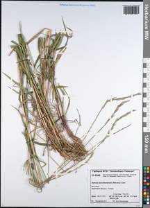 Elymus macrourus (Turcz.) Tzvelev, Siberia, Central Siberia (S3) (Russia)