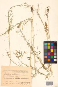 Sisymbrium altissimum L., Eastern Europe, Lower Volga region (E9) (Russia)