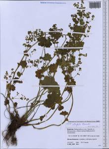 Alchemilla lindbergiana Juz., Siberia, Baikal & Transbaikal region (S4) (Russia)