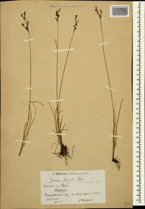 Juncus gerardii Loisel., Caucasus, Armenia (K5) (Armenia)