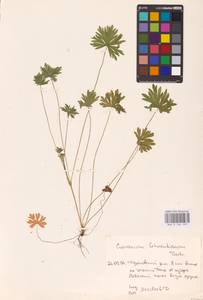 Geranium schrenkianum Trautv., Eastern Europe (no precise locality) (E0)