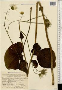 Doronicum macrophyllum Fisch., Caucasus, Stavropol Krai, Karachay-Cherkessia & Kabardino-Balkaria (K1b) (Russia)