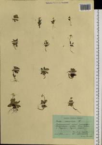 Draba nemorosa L., Siberia, Russian Far East (S6) (Russia)