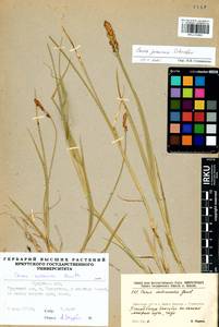 Carex praecox Schreb., Siberia, Baikal & Transbaikal region (S4) (Russia)