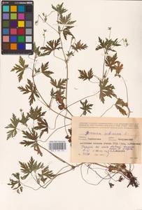 Geranium sibiricum L., Eastern Europe, Central forest-and-steppe region (E6) (Russia)