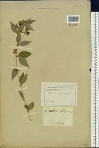 Vicia unijuga A.Braun, Siberia (no precise locality) (S0) (Russia)