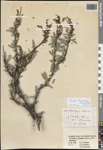 Sibiraea tianschanica (Krasn.) Pojark., Middle Asia, Northern & Central Tian Shan (M4) (Kyrgyzstan)