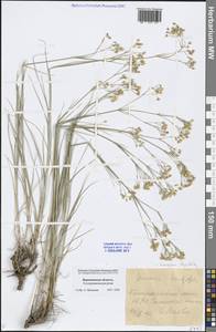 Eremogone longifolia (M. Bieb.) Fenzl, Eastern Europe, Central forest-and-steppe region (E6) (Russia)