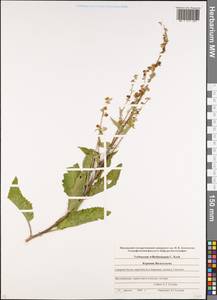 Verbascum wilhelmsianum C. Koch, Caucasus, North Ossetia, Ingushetia & Chechnya (K1c) (Russia)