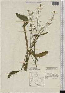 Rorippa amphibia (L.) Besser, Western Europe (EUR) (Germany)