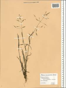 Bromus commutatus Schrad., Eastern Europe, Central region (E4) (Russia)