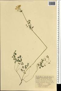 Thalictrum petaloideum L., Mongolia (MONG) (Mongolia)