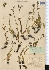 Lindelofia olgae (Regel & Smirn.) Brand, Middle Asia, Western Tian Shan & Karatau (M3) (Uzbekistan)