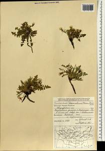 Taraxacum bessarabicum (Hornem.) Hand.-Mazz., Mongolia (MONG) (Mongolia)