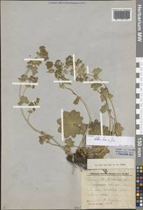 Alchemilla baltica Sam. ex Juz., Eastern Europe, North-Western region (E2) (Russia)