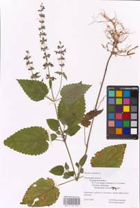 MHA 0 156 073, Stachys sylvatica L., Eastern Europe, North-Western region (E2) (Russia)